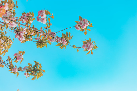 樱花