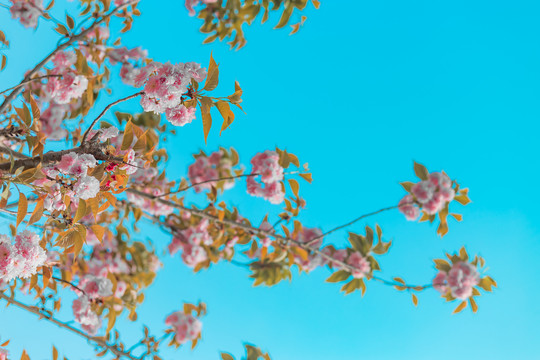樱花