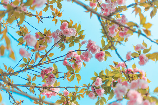 樱花