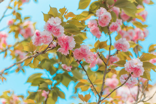 樱花