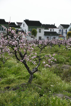在那桃花盛开的村庄