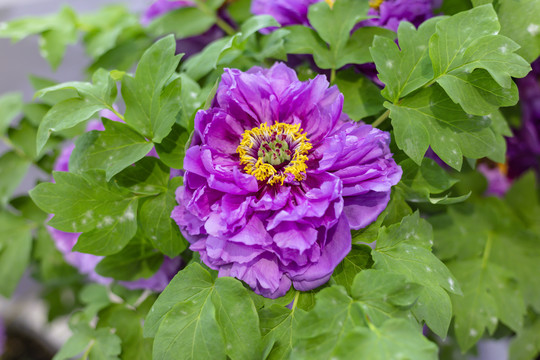 紫色牡丹花