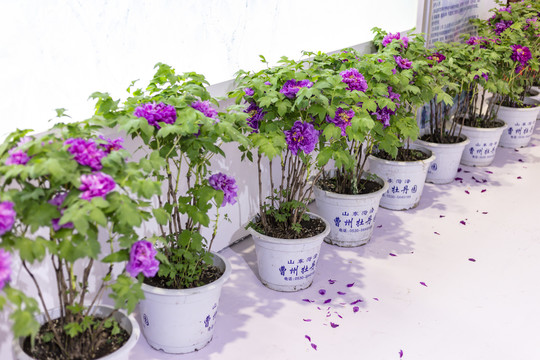 紫牡丹盆栽