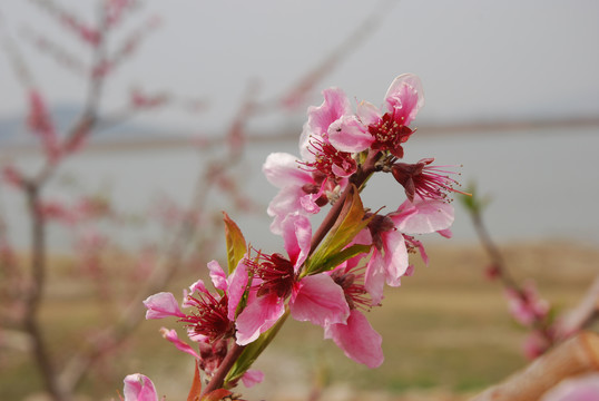 桃花