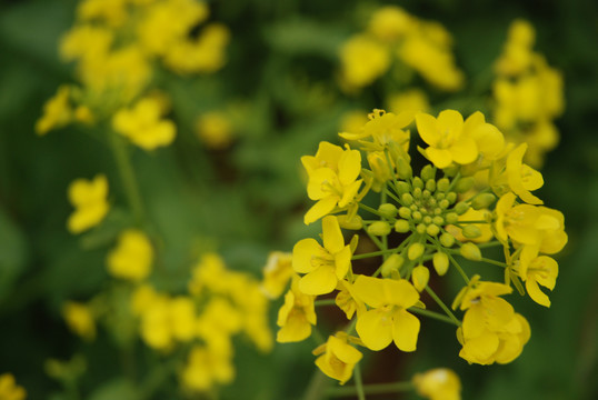 油菜花