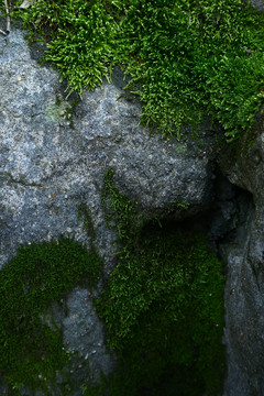 石壁上的苔藓