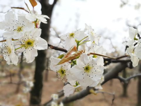 梨花盛开