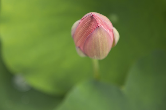 荷花花苞