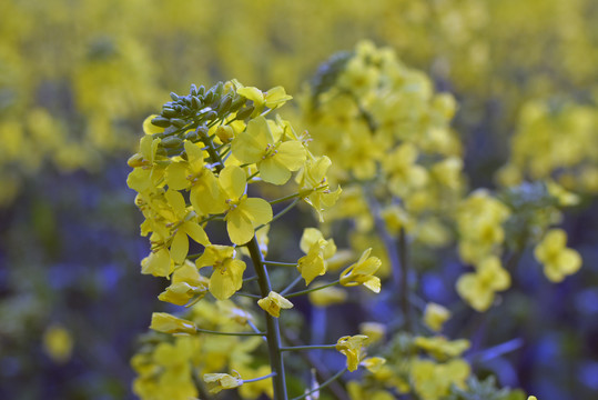 油菜花