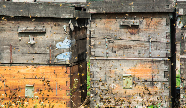 养蜂场蜂巢