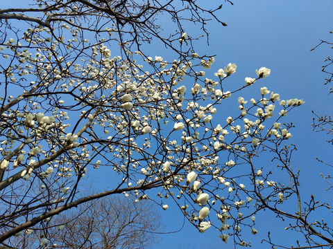 蓝天下盛开的玉兰树