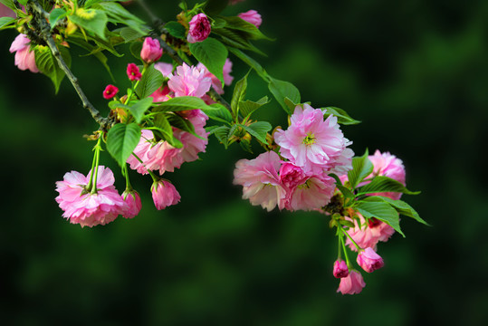 樱花特写