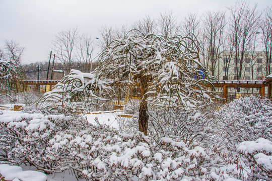 一棵挂着雪挂的树与花园树丛林