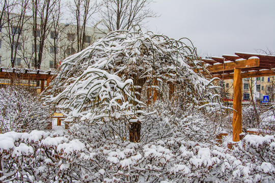 一棵挂着雪挂的树与树丛林雪景