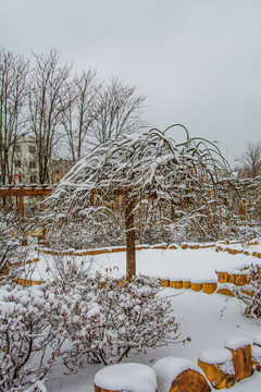 一棵披着雪挂的树与树丛雪地