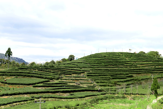 茶山