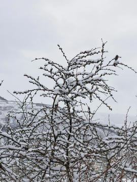 雪