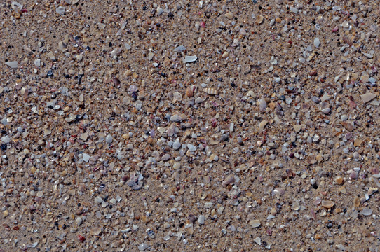 沙滩贝壳碎屑