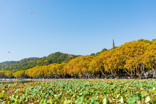 杭州西湖的秋天风景