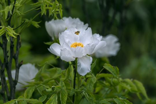 采牡丹花的蜜蜂