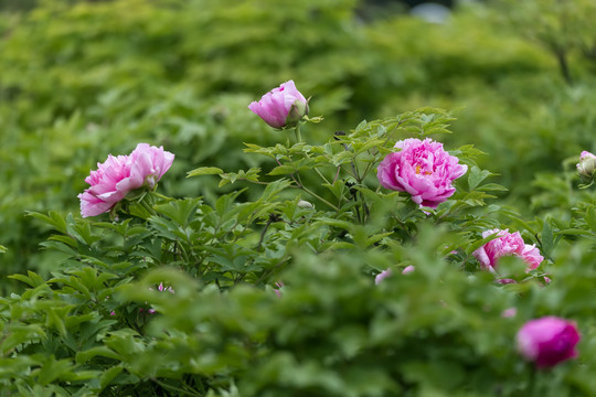 花中之王
