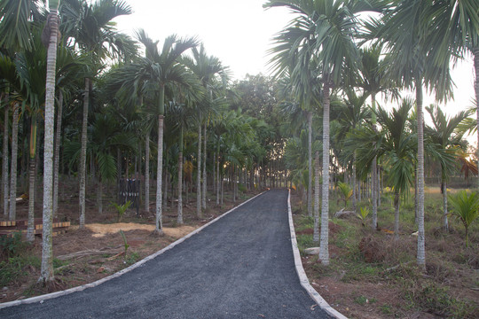 林间小路