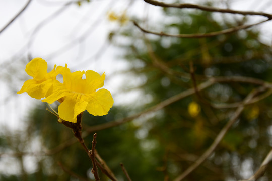 黄花风铃木