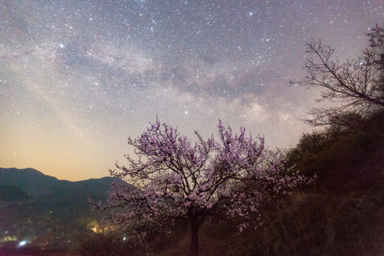 花与星空