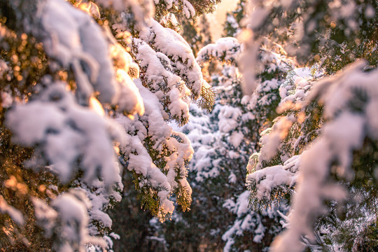 大雪压青松