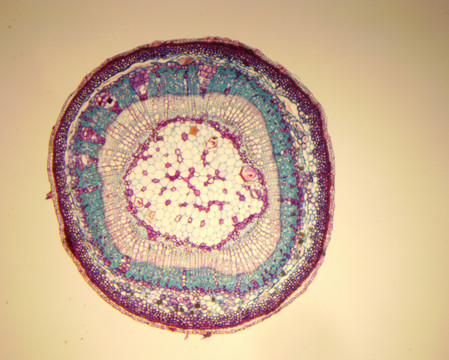 显微镜下动物植物细胞组织