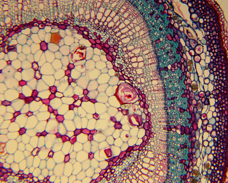 显微镜下动物植物细胞组织
