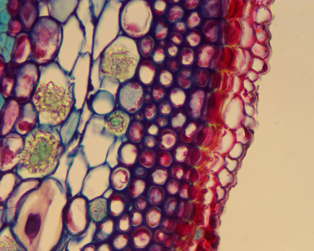 显微镜下动物植物细胞组织