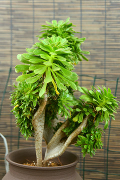 多肉植物绿法师