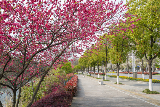 春季城市公园绿化