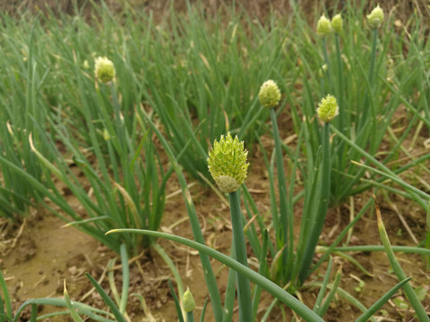 葱花