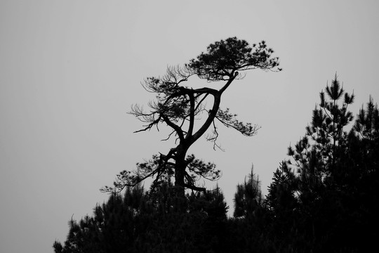 山树爱心剪影