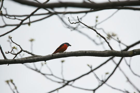 树枝上叼食的灰喉山椒鸟