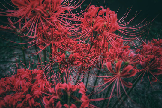 彼岸花花朵