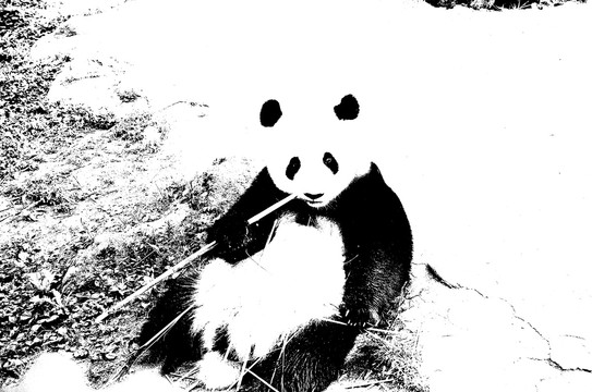 熊猫素描