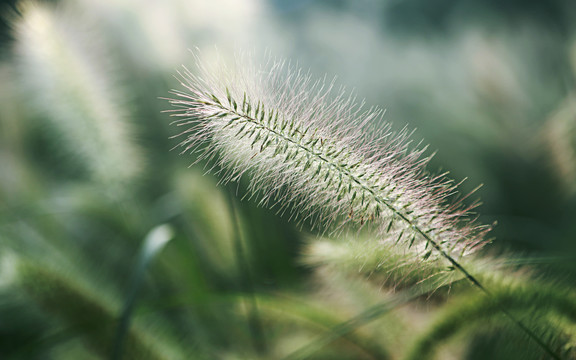 狗尾巴草