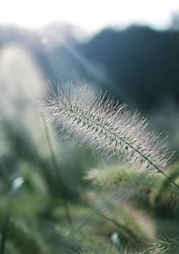 狗尾巴草