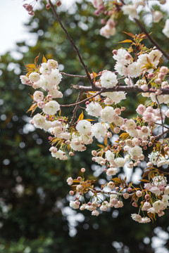 春天盛开的樱花高清图