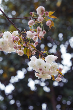 春天盛开的樱花高清图