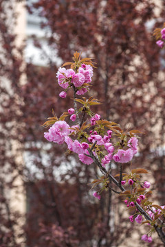 春天盛开的樱花高清图