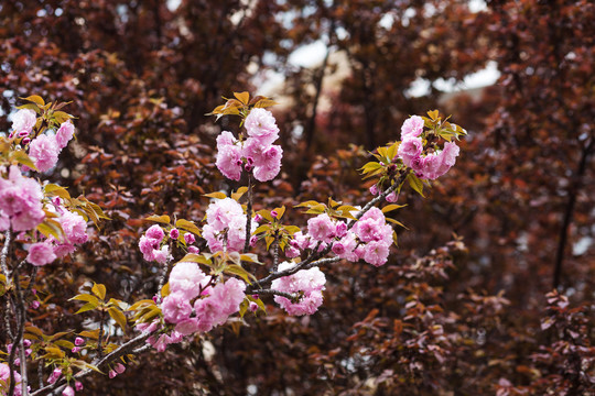 春天盛开的樱花高清图