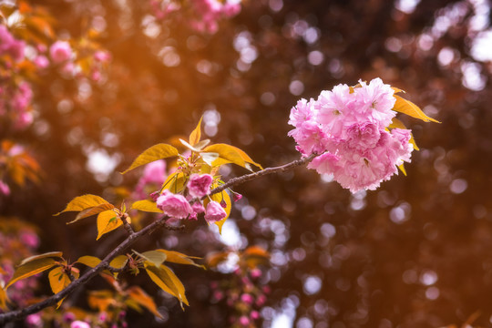 春天盛开的樱花高清