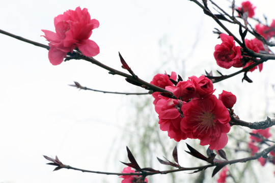 桃花01