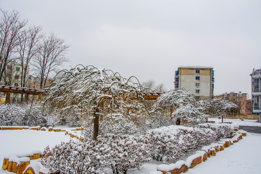 一排树上挂着雪挂的树与住宅楼