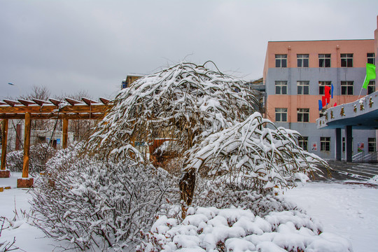 一棵树枝挂着雪挂的树与教学楼