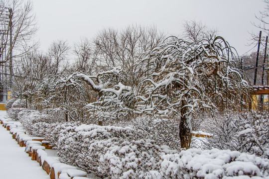 一排树枝挂着雪挂的树与树丛